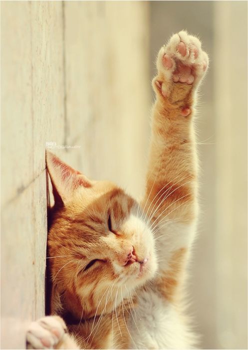 Svetlana Koptelkina, 22 апреля 2018 г.