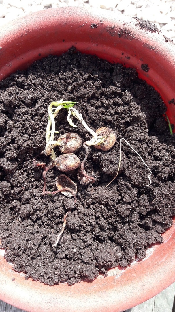 Светлана Чирко, 27 июня 2018 г.