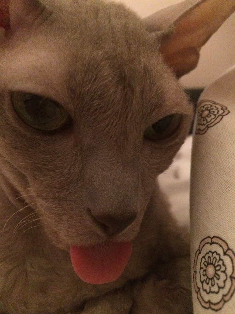 Анастасия Рамзина,  23 апреля 20018 г.