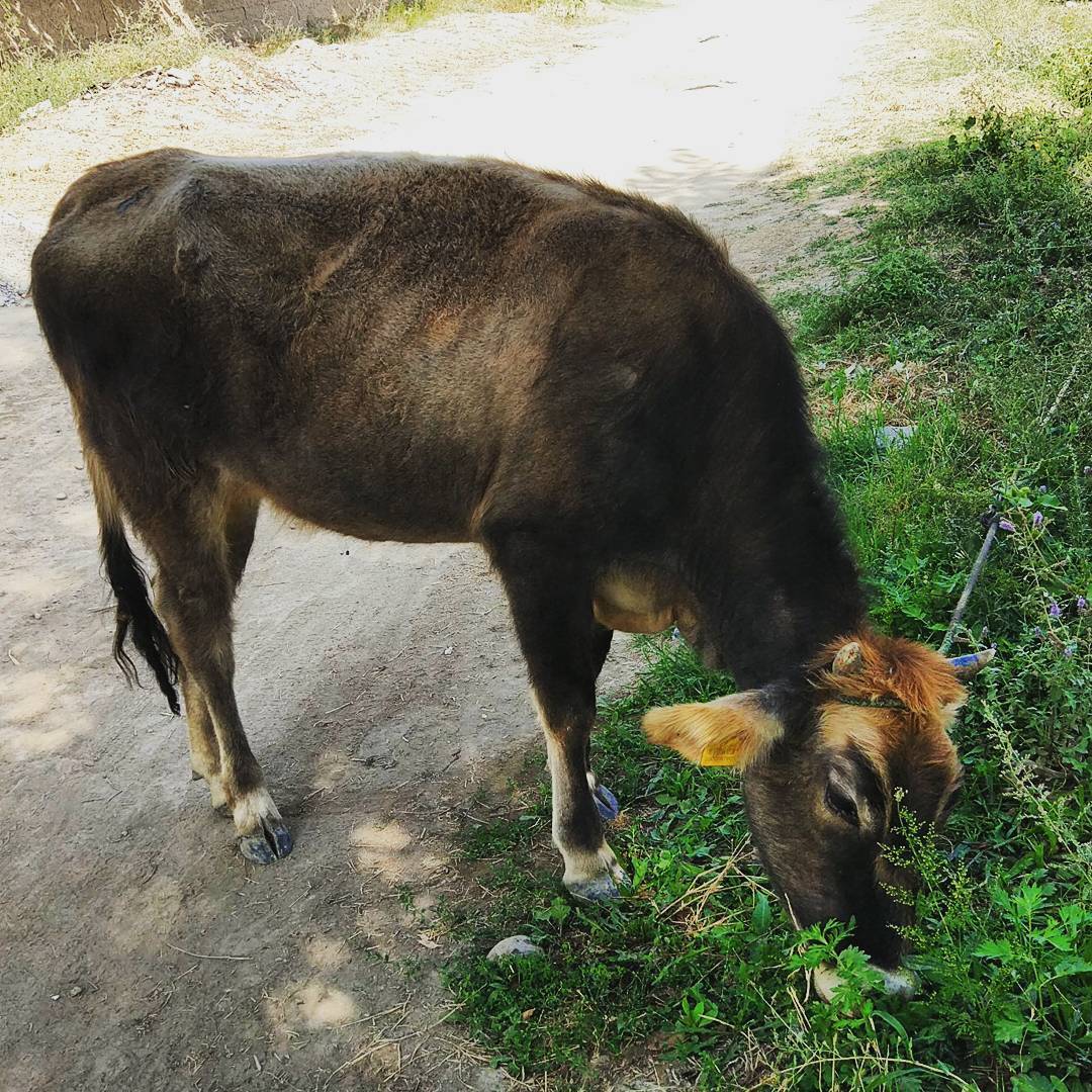 Живые существа и их сознание