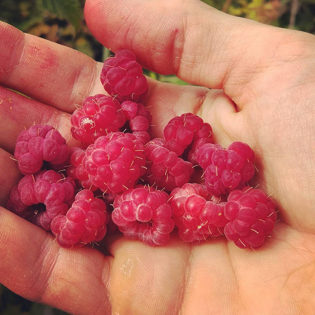 Фрукты это пища в гуне благости